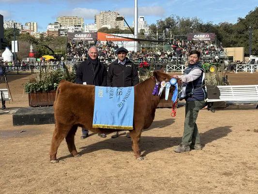 TERNERAS COLORADAS 1