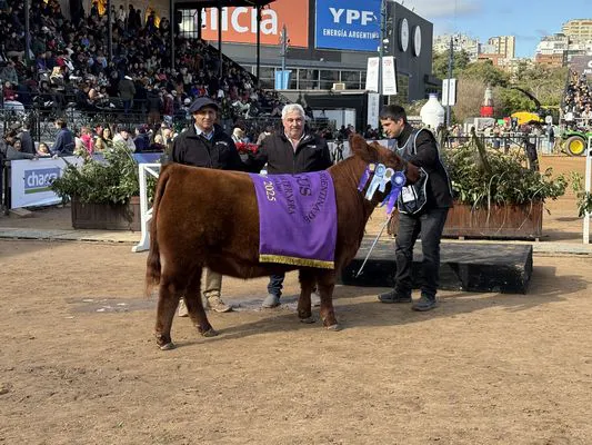 TERNERAS COLORADAS 2