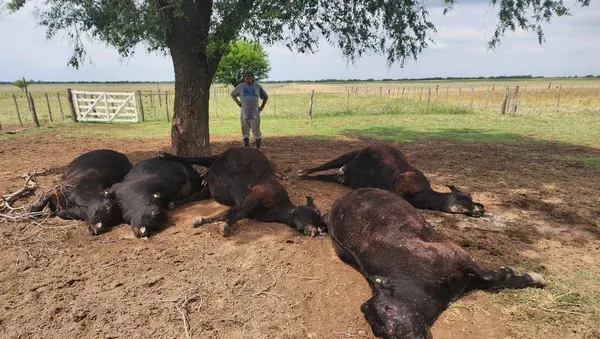 rayo-mato-animales-en-la-pampa