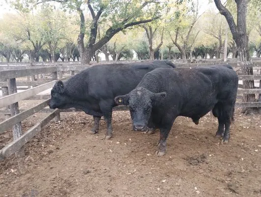 tn_IMG_20250425_160111213