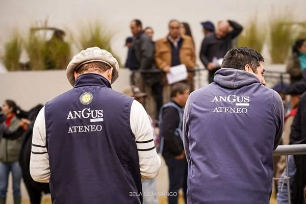 tn_ATENEO ANGUS