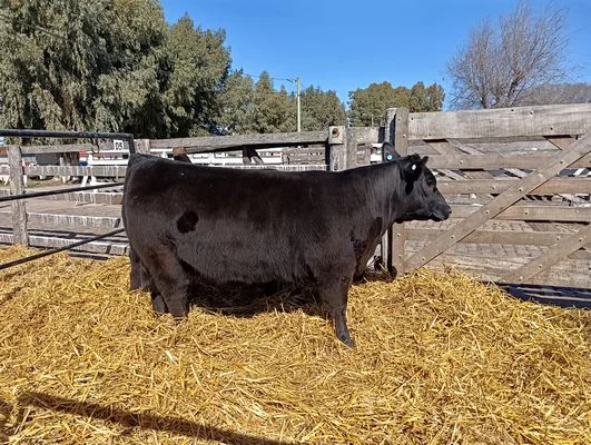 B21