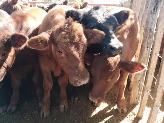 tn_IMG_20240406_135413721