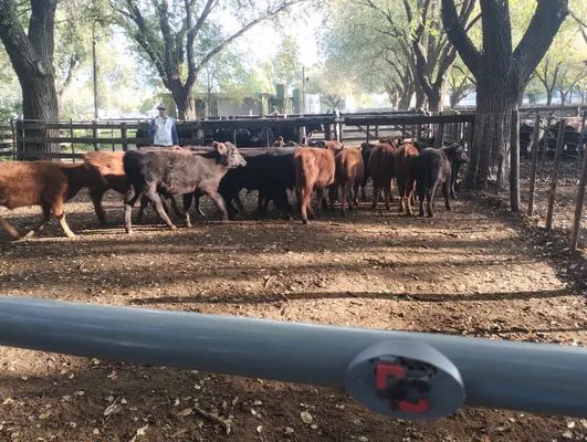 tn_IMG_20250425_163807324