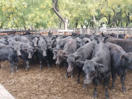 tn_IMG_20250404_155004494