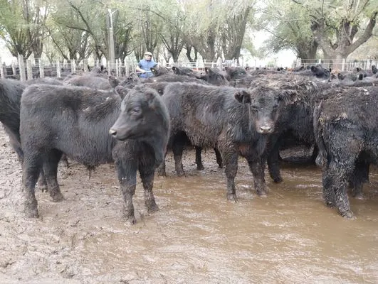 tn_IMG_20250602_160656036