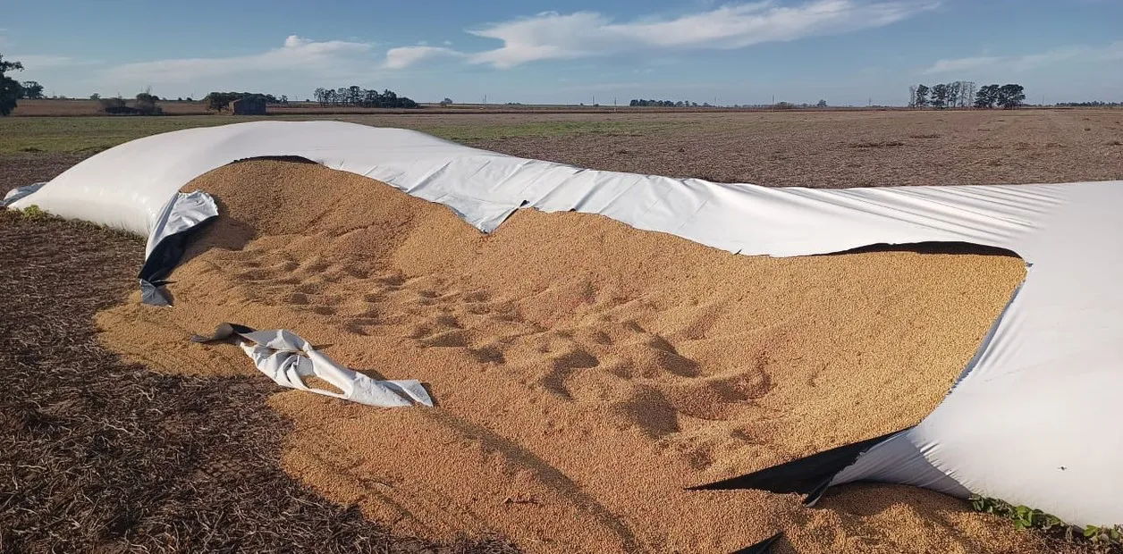 vandalismo silobolsa