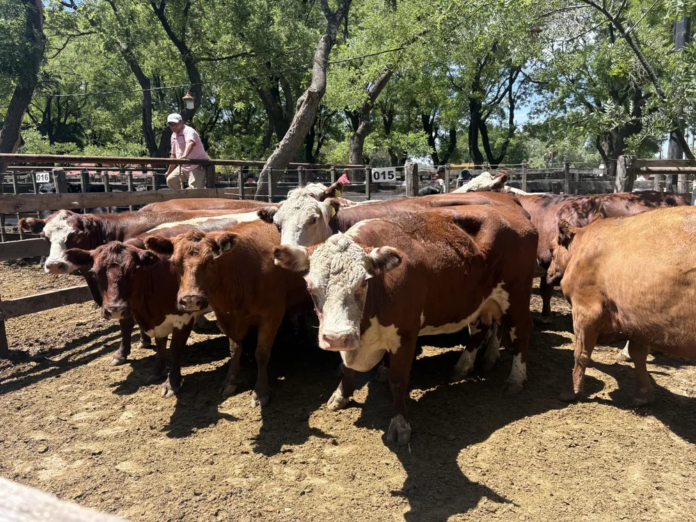 CALENDARIO FEBRERO 2026