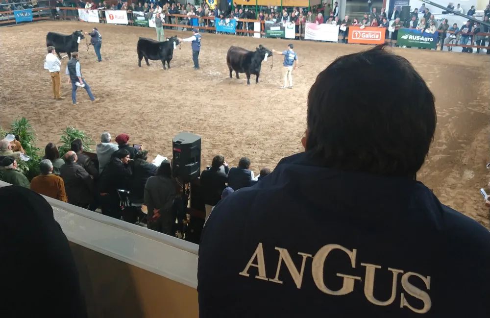 ANGUS5