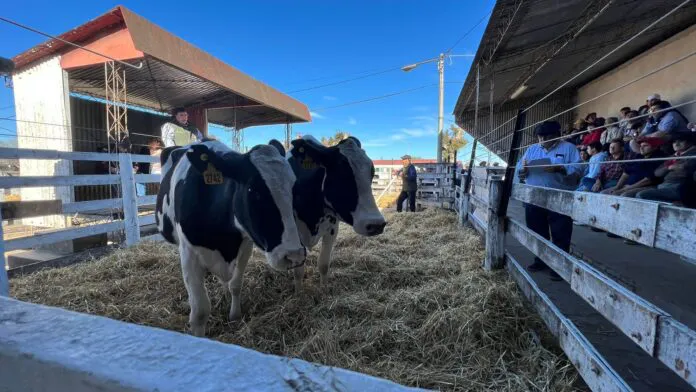 remate-holando-696x392