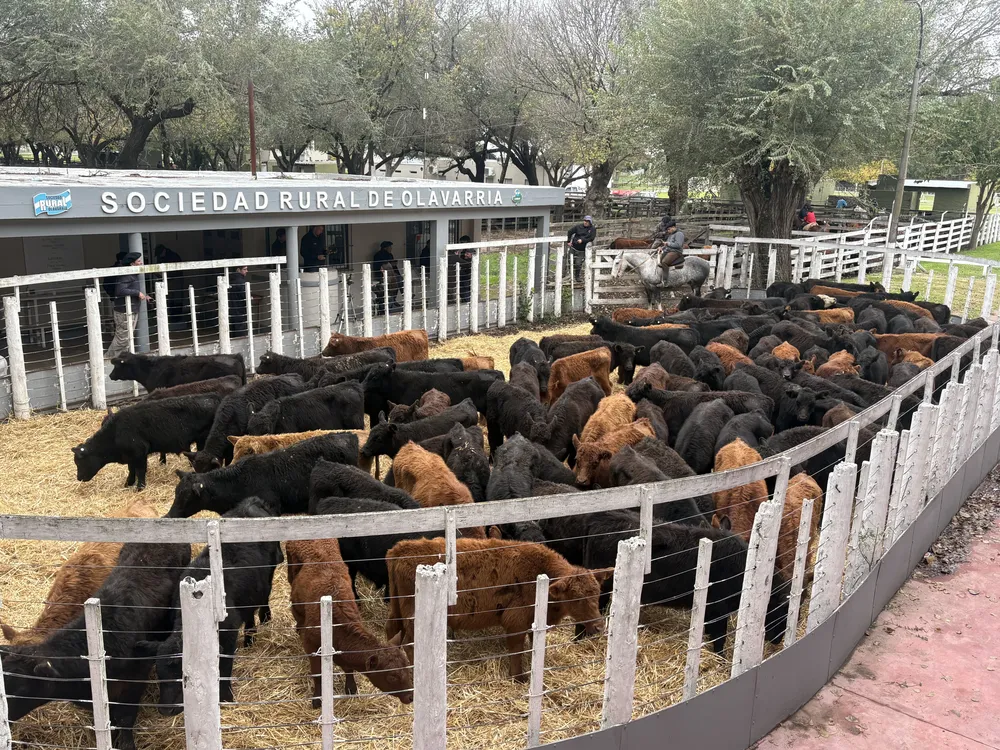 REMATE DE AS MONDINO - SOC RURAL DE OLAVARRIA