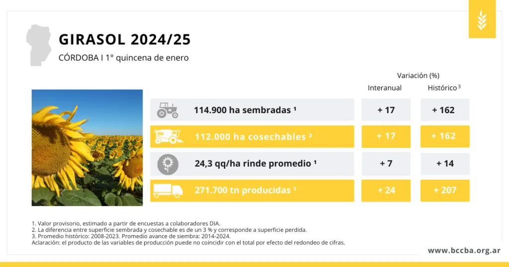 cuadro-girasol-cordoba-enero-2025-1024x538