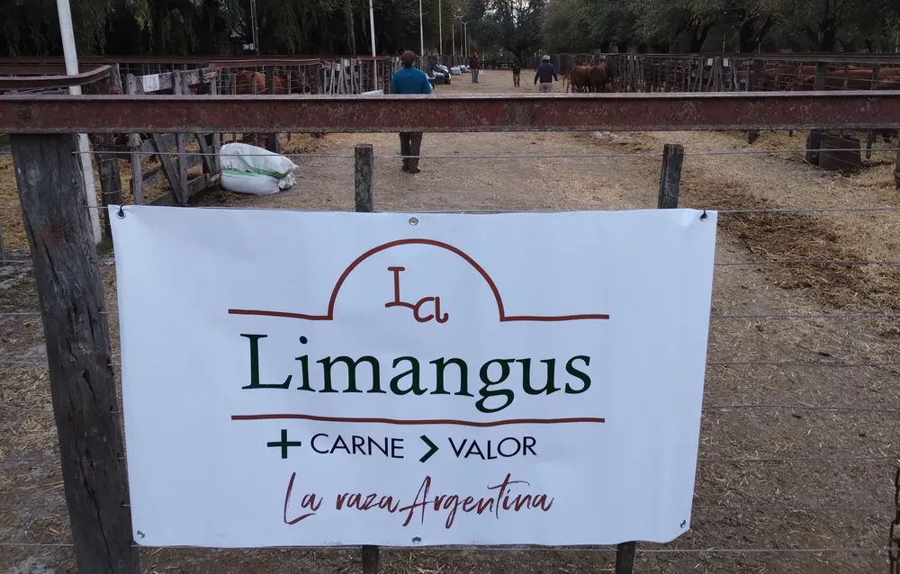 LIMANGUS