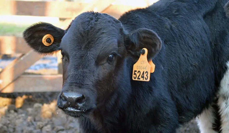 20241127175912_identificacion-electronica-en-ganado-2