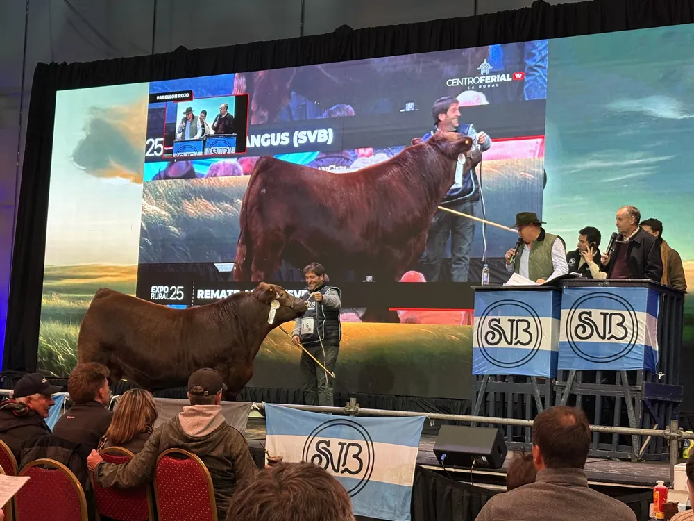 MARIANO ZANGUITU - GUE GLEN SUR - EXPO PALERMO2