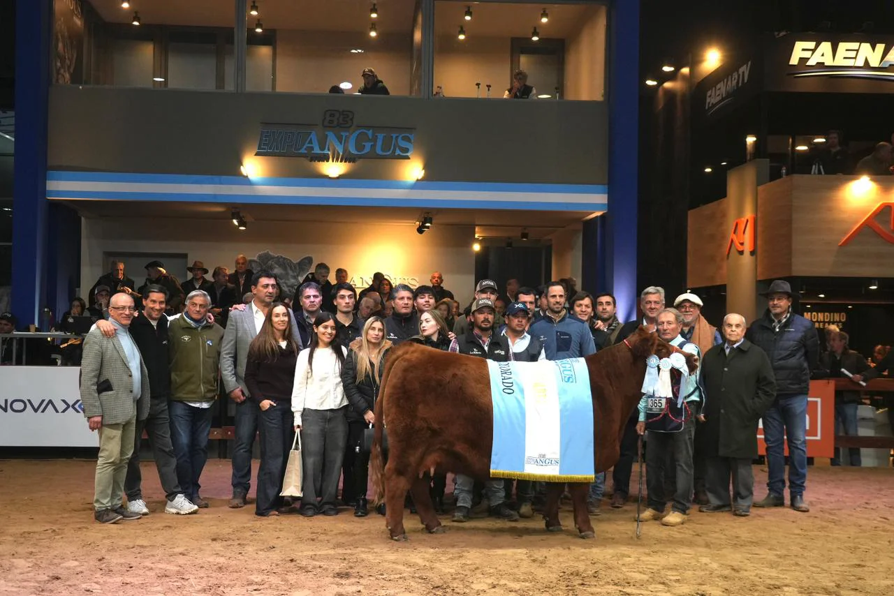 GRAN CAMPEON HEMBRA COLORADA