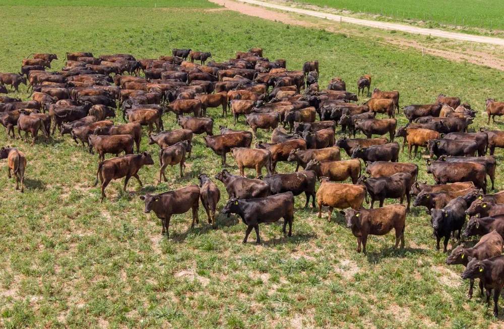 WAGYU3