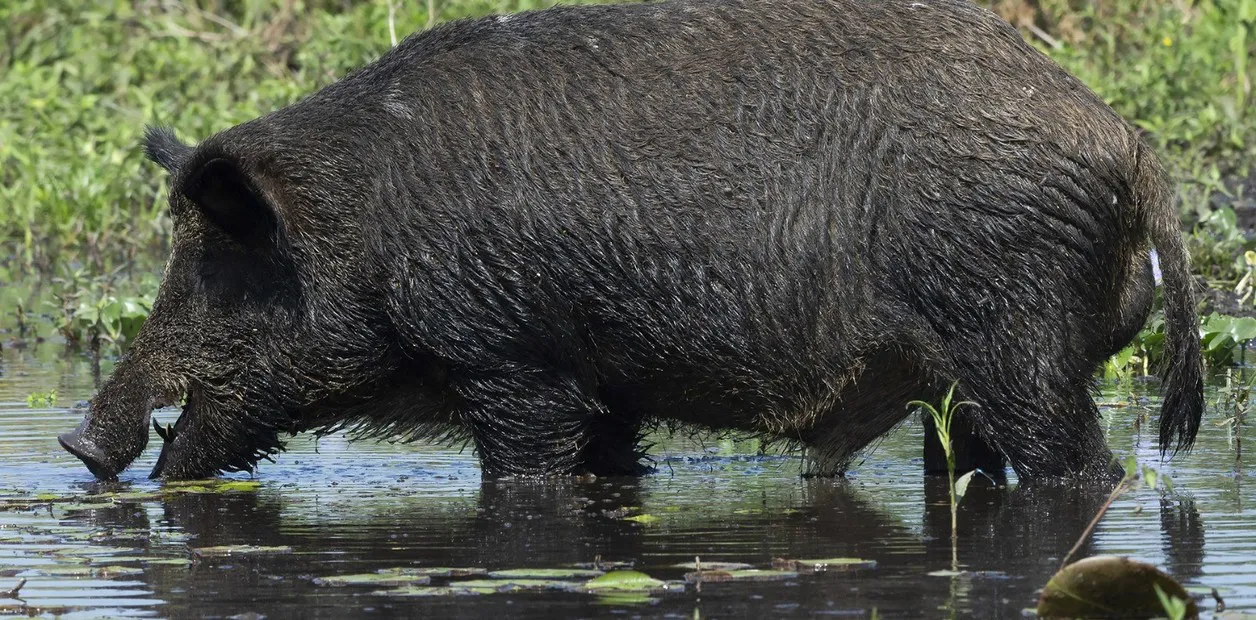 Jabali