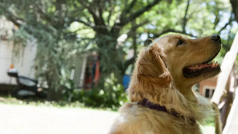 perro mascota