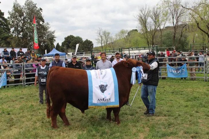 ganaderia-patagonia-norte-2jpeg