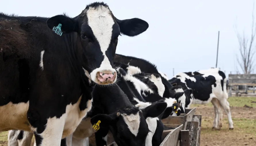 vacas-tambo-comedero