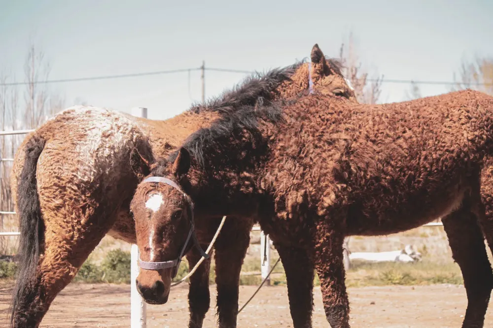 caballos-con-rulos1