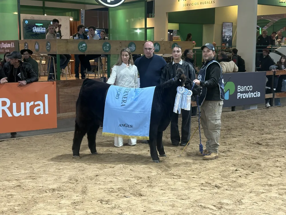 DON ROMEO - CAMPEON TERNERA NEGRA