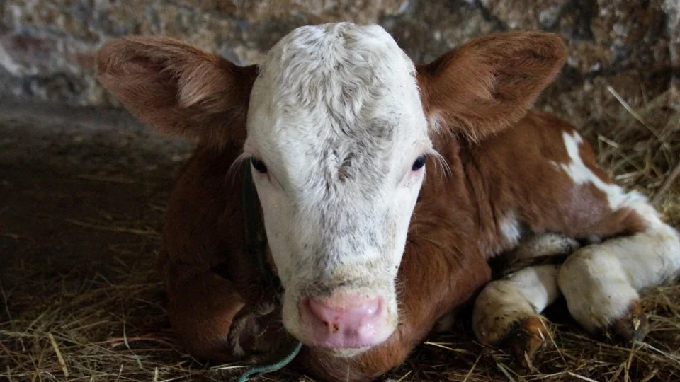 Vaca Aftosa