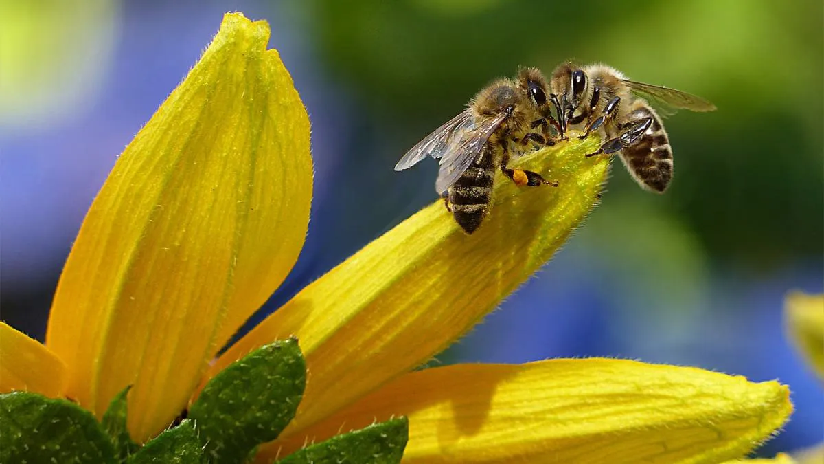 abeja