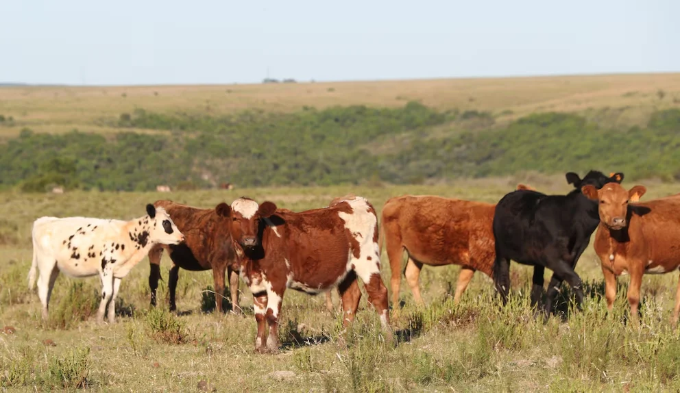 vacas