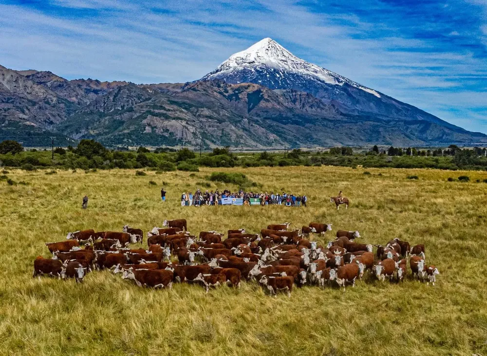 HEREFORD - GIRA PATAGONICA 2026