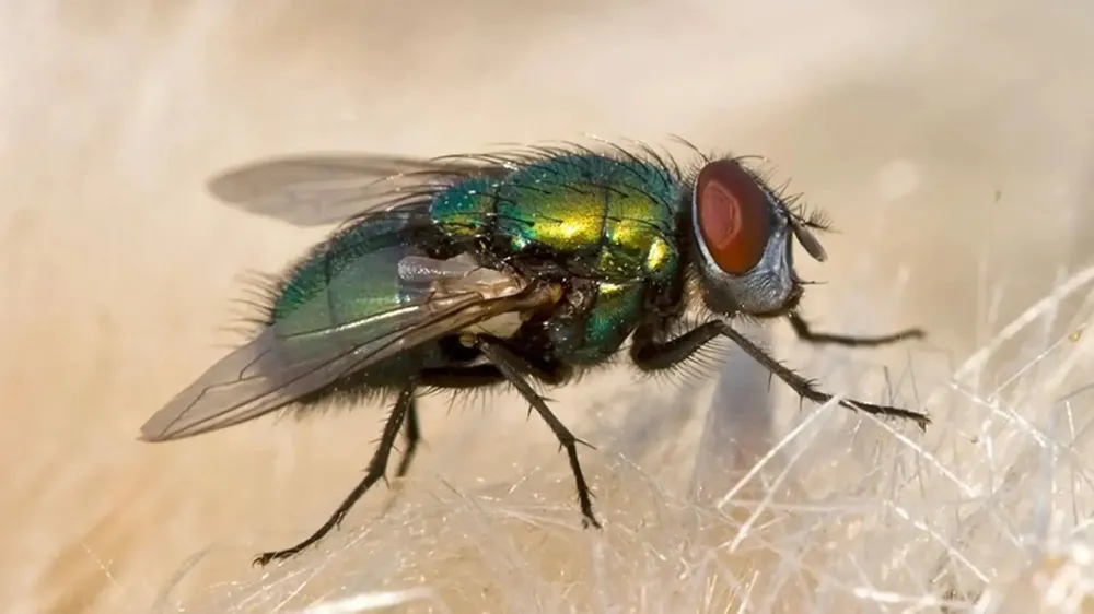 mosca