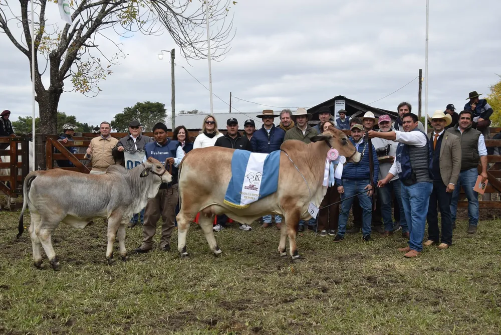 Brahman-Gran-Campeon-Hembra-Cabana-Los-Yeyos-scaled