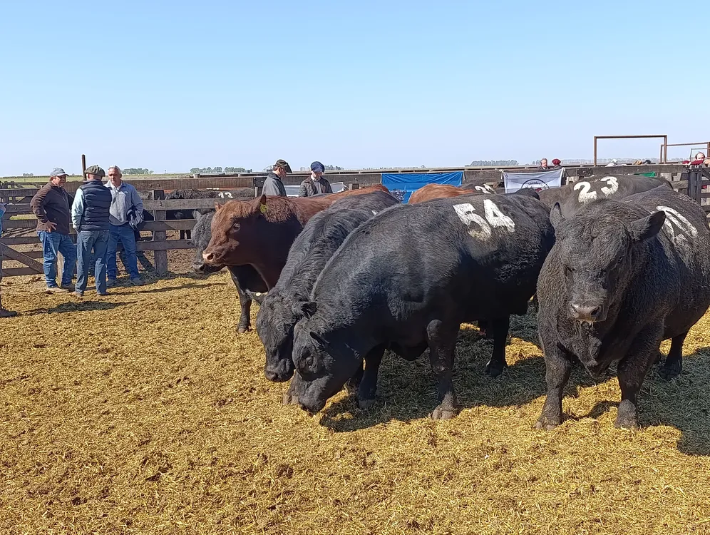 JORNADA A CAMPO