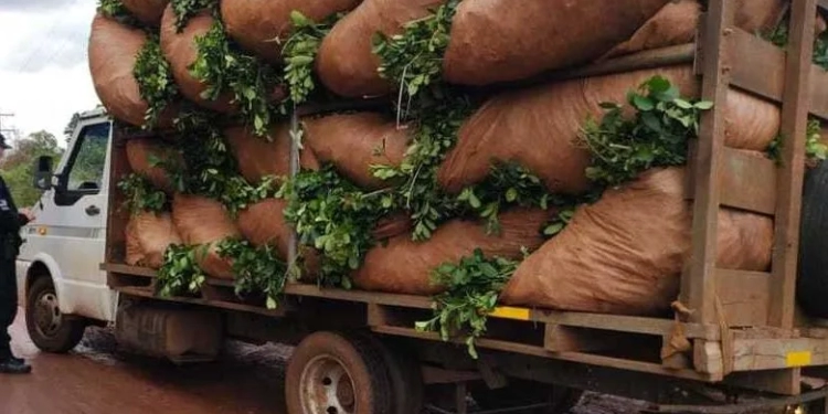 camion-co-yerba-e1683038967776-750x375