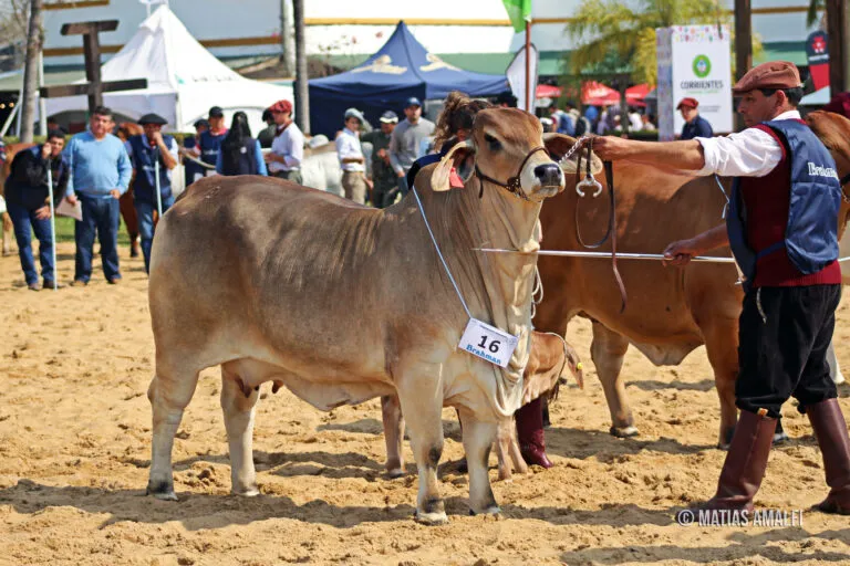 3-ANIMAL-BRAHMAN-para-gacetilla-en-el-medio-768x512
