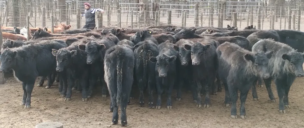 IMG_20240718_153725666 - copia