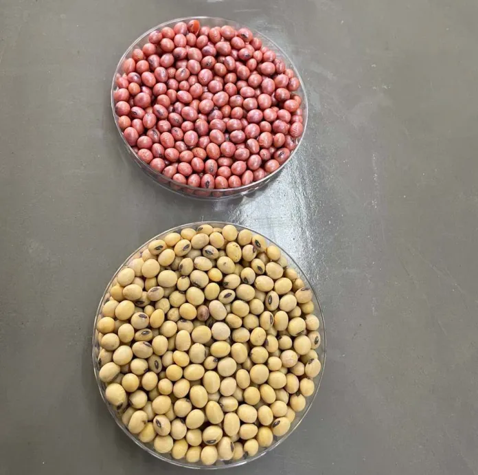 El-tratamiento-profesional-de-semillas-una-practica-en-auge-que-esta-transformando-la-produccion-de-soja