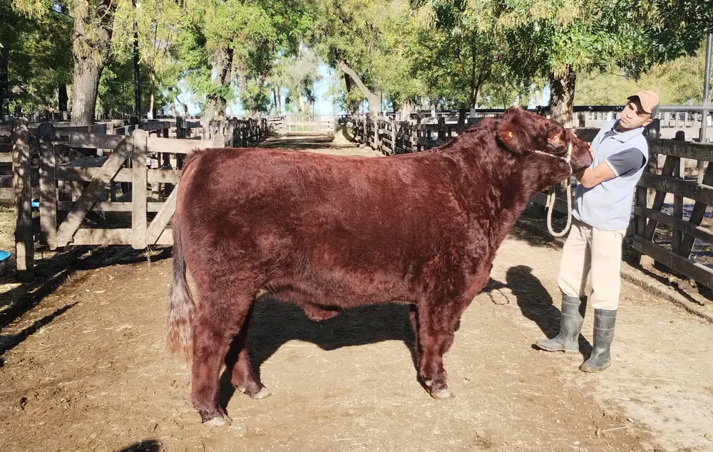 SHORTHORN - DOÑA ANGELICA - EXPO OTOÑO EN AZUL