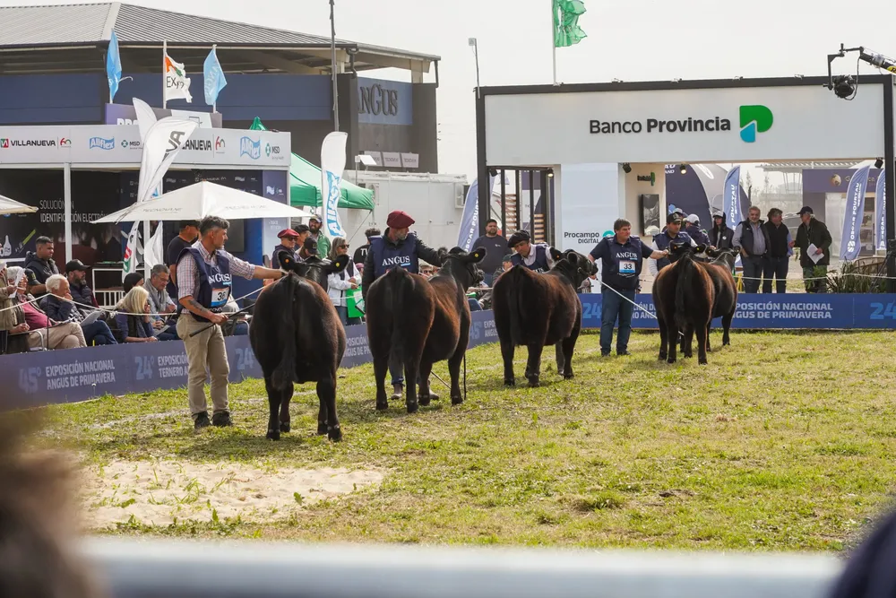 ANGUS SEMANA1