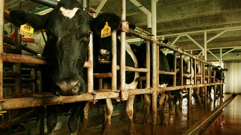 24-01-19_estres_calorico_tambos_2