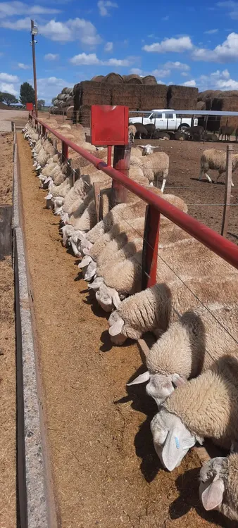 feed-lot-corderos