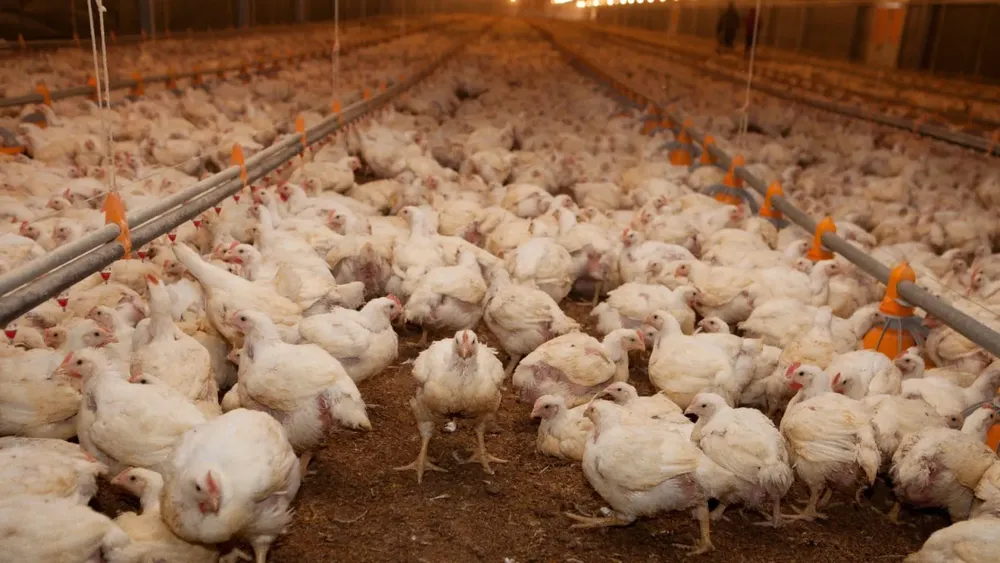 WhatsApp Image 2025-05-16 at 2.58.43 PM (1)