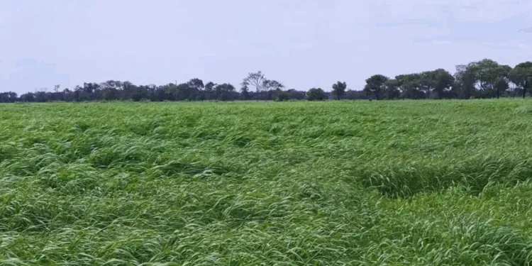 moha-750x375