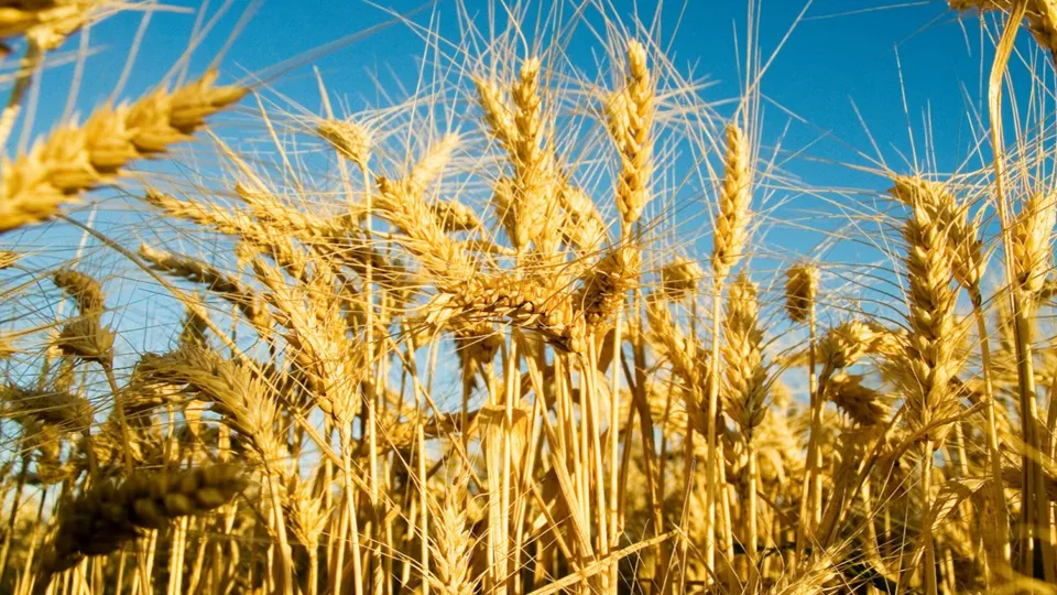 WhatsApp Image 2025-04-03 at 8.27.38 AM