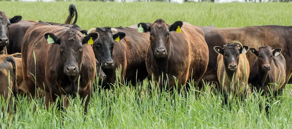 WAGYU2