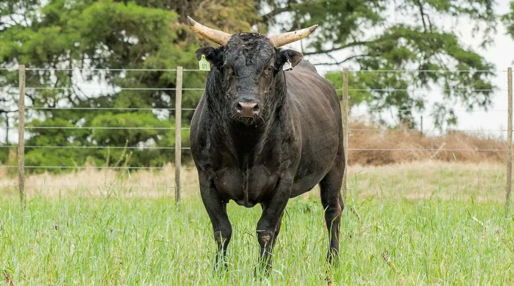 WAGYU1