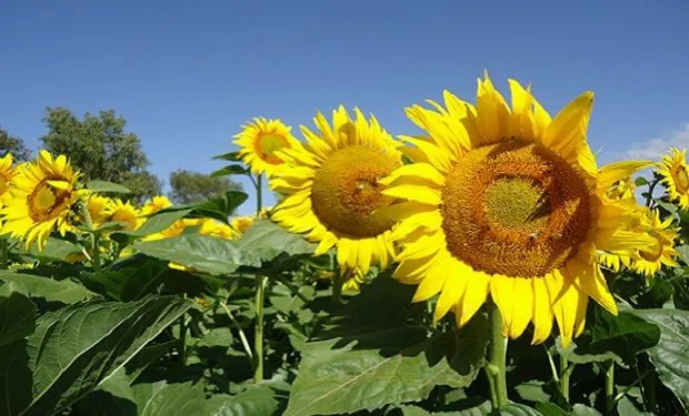 girasol