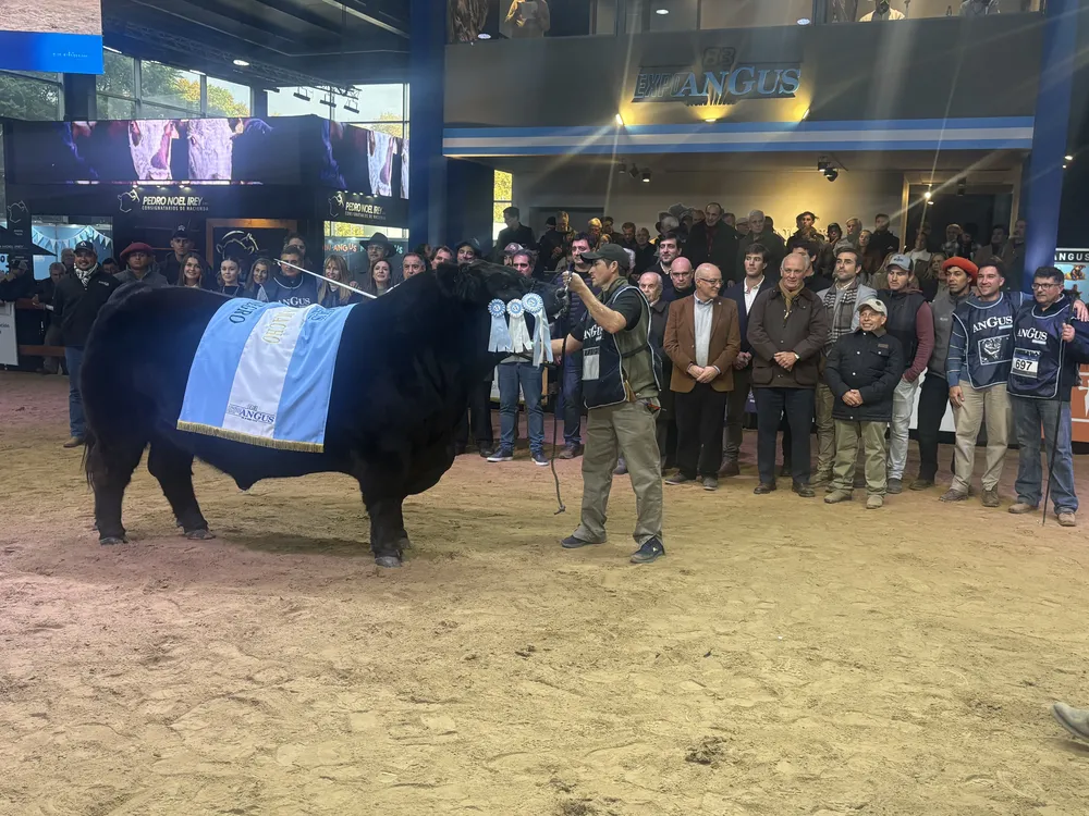GRAN CAMPEON MACHO NEGRO - SUPREMO 2026