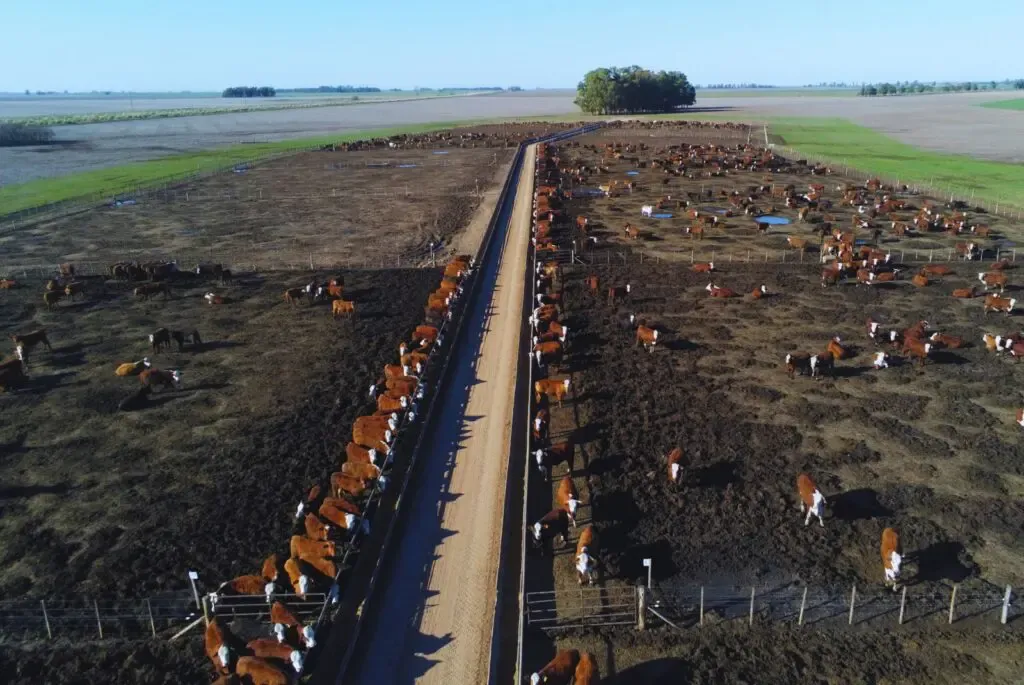 feedlots-2-1024x685.jpg
